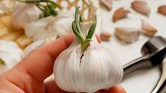 a person holding a garlic bulb in their hand