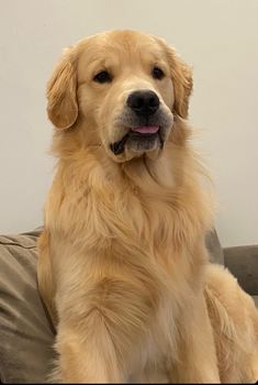 a golden retriever sitting on a couch with his tongue out and looking at the camera