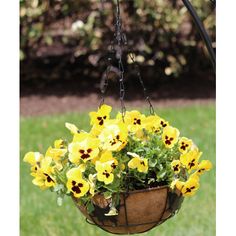 a hanging basket filled with yellow flowers in the grass