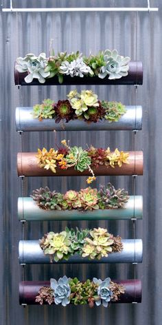 an assortment of succulents are hanging on a metal wall