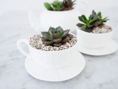 two white cups filled with plants sitting on top of a marble counter next to each other