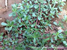 small green plants growing out of the ground