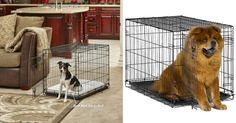 a dog sitting on the floor next to a cage that has a dog in it