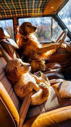 two dogs sitting in the back seat of a car with their paws on the steering wheel