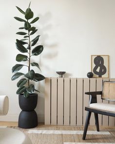 a plant in a black pot next to a chair and radiator