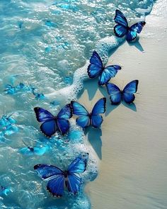 several blue butterflies are flying over the water at the edge of the sand and beach