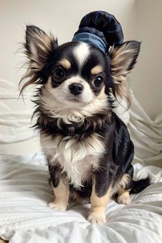 a small black and white dog with a blue bow on its head sitting on a bed