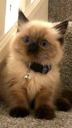 a fluffy cat with blue eyes sitting on the floor next to some stairs and looking at the camera