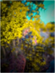 blurry photograph of trees and bushes with blue sky in the background