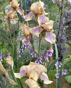 some very pretty flowers in a big garden