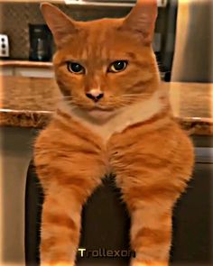 an orange cat sitting on top of a kitchen counter