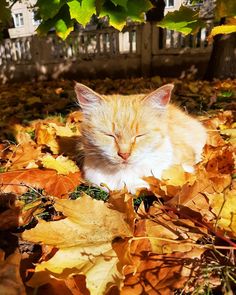 an orange and white cat laying on top of leaves in front of a tree with its eyes closed