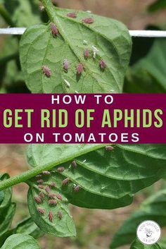 how to get rid of aphids on tomatoes and peppers in the garden or backyard