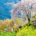 the trees are blooming on the mountain side