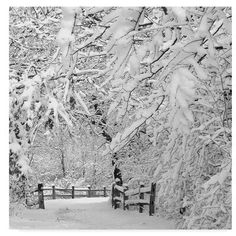 a black and white photo of snow covered trees in front of a fence with a gate