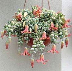 a potted plant with pink flowers hanging from it's side on a wall