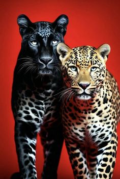 two black and brown cheetah standing next to each other on a red background