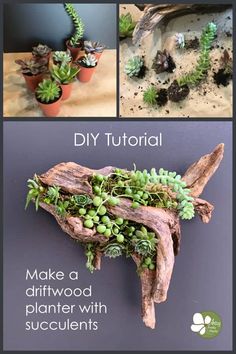 the instructions to make a driftwood planter with succulents