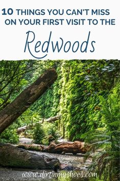 the words 10 things you can't miss on your first visit to the redwoods