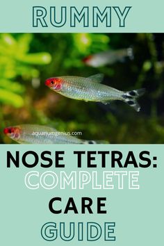 an aquarium with text that reads, nose tetras complete care guide