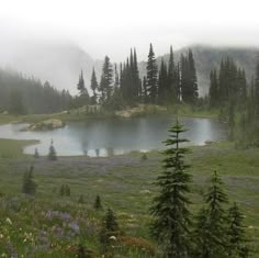 a small lake surrounded by trees in the middle of a field with purple flowers and green grass