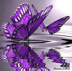 an image of a purple butterfly on the water with text below it that reads, schmeterling cbb pics, jappy