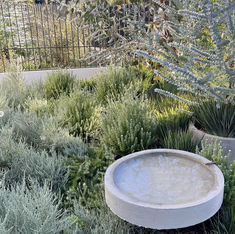 there is a bowl in the middle of some plants