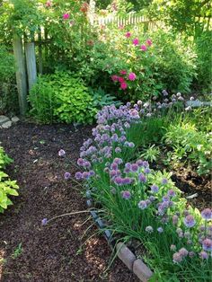 a garden filled with lots of purple flowers