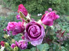 purple flowers are blooming in the garden