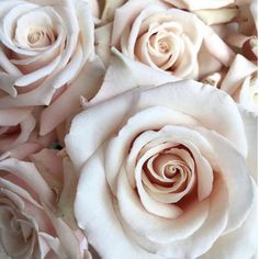 Sahara Beige Roses Winter Mansion, Quick Sand, Sahara Rose, Flower Moxie, Wedding Pastel, Fresh Wedding Flowers, Rose Varieties, Hybrid Tea Roses, Flower Care