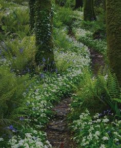 the path is surrounded by many different plants and trees in the woods, with white flowers growing all around it