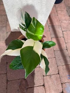 a potted plant with white and green leaves sitting on a brick floor next to a wall