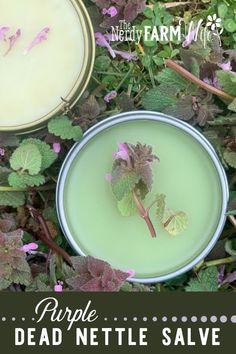 How to Make Purple Dead Nettle Salve (3 recipes!) - Learn how to make helpful herbal salves using purple dead nettle and other beneficial plants. Purple Dead Nettle Salve, Purple Dead Nettle, How To Make Purple, Comfrey Salve, Herbal Medicine Recipes, Herbal Remedies Recipes, Salve Recipes, Herbal Salves