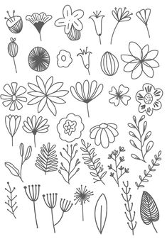 flowers and leaves drawn in black ink on white paper