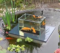 a fish pond with goldfish in it