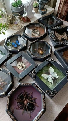 there are many framed pictures on the table with spider webs and other insects in them