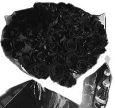 a bouquet of black roses in a clear bag and an empty beer bottle next to it