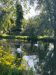 swans swimming in a pond surrounded by trees and yellow wildflowers on a sunny day