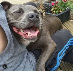 a dog laying on top of a person's lap while wearing a hoodie