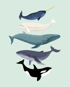 four whales are shown in different colors