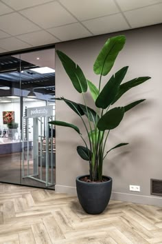 De Strelitzia kunstplant in pot van Peter van Son Interieurobjecten. Office Plants Ideas Interior Design, Indoor Plants Decor Living Room, Plant Office Decor, Modern Apartment Decor, Japanese Room, House Organisation, Backyard Greenhouse, Faux Tree, Bedroom Plants