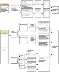 a flow diagram with several different types of information in each section, including the following words