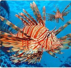 a painting of a lionfish swimming in the blue water with another fish behind it