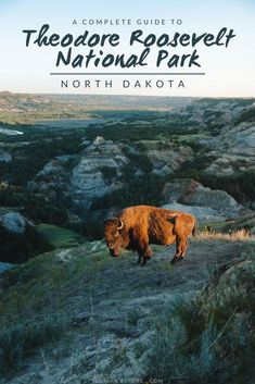 a bison standing on top of a grass covered hill next to the words theodore roosevelt national park