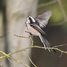 a bird sitting on top of a tree branch with it's wings spread out