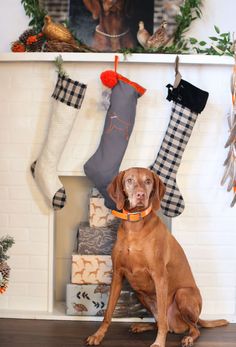 a brown dog sitting in front of a fireplace with stockings on it's mantle