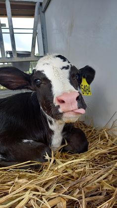 a black and white cow laying on top of hay