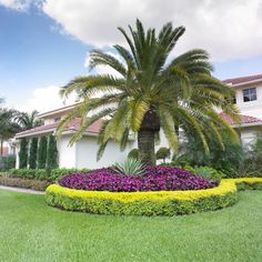 a large palm tree in the middle of a flower bed with yellow and purple flowers