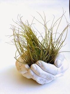 a hand holding up a plant with grass growing out of it