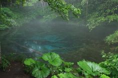 the blue pool is surrounded by lush green plants and trees in the rain soaked forest